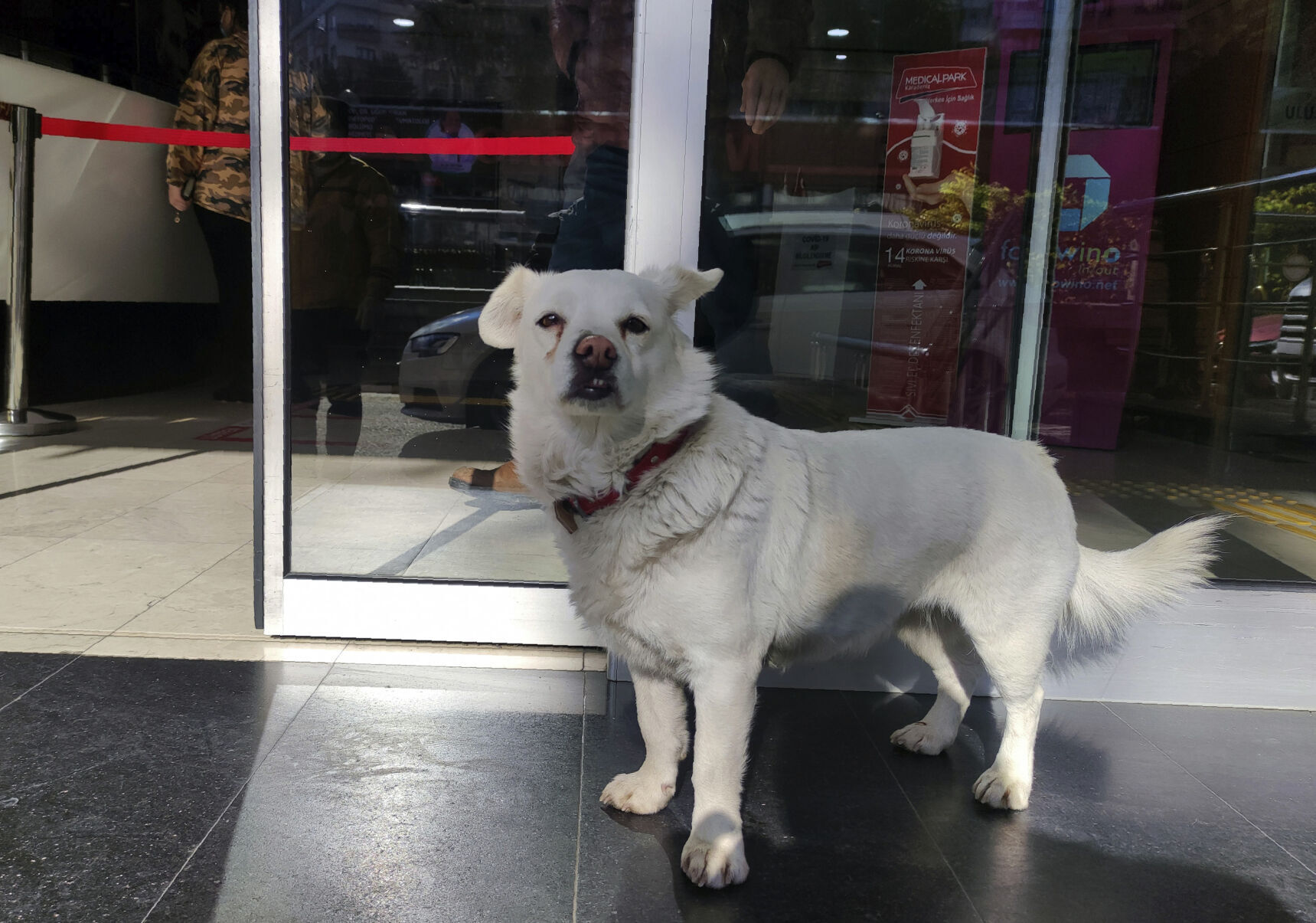 Turkey Dog Sick Owner